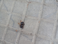 Xylocopa splendidula