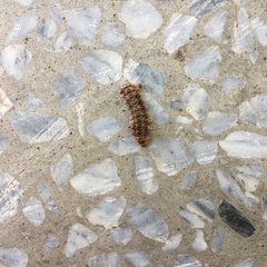 Histia flabellicornis