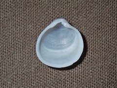 Scintillula solida