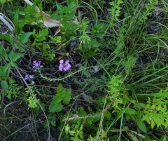 Glandularia aristigera