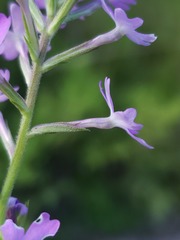 Glandularia aristigera