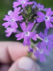 Glandularia aristigera