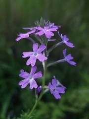 Glandularia aristigera