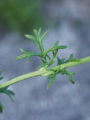 Glandularia aristigera