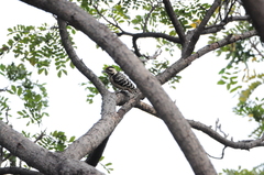 Dendrocopos analis