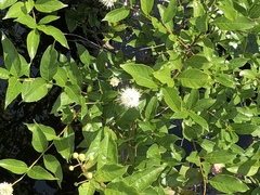 Cephalanthus occidentalis