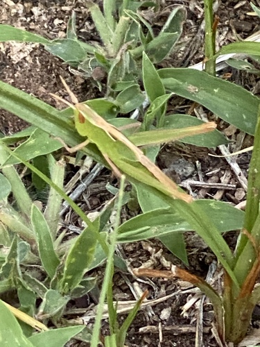 Montezuma's Grasshopper