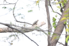Dendrocopos analis