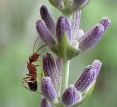 Prenolepis imparis