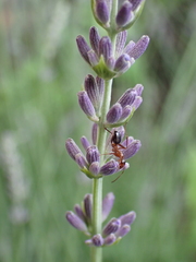 Prenolepis imparis