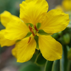 Senna apiculata