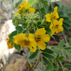 Senna apiculata
