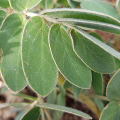 Senna apiculata
