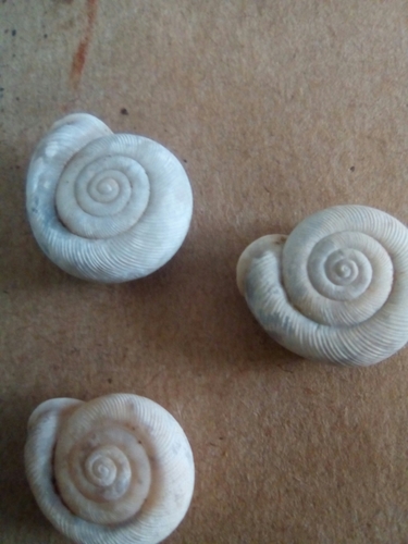 Linisa behrii