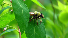 Laphria sacrator