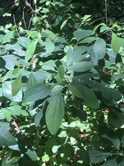 Sassafras albidum