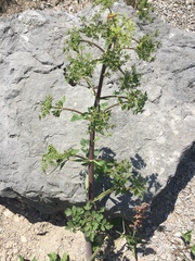 Angelica archangelica