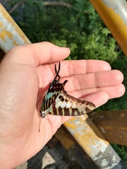 Graphium policenes