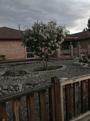 Chamaecytisus prolifer