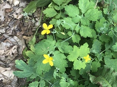 Chelidonium majus