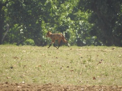Canis lupus pallipes