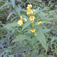 Lysimachia ciliata