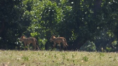 Canis lupus pallipes