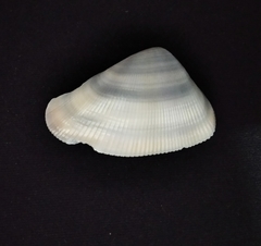 Donax punctatostriatus
