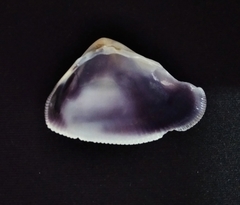 Donax punctatostriatus