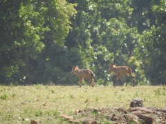Canis lupus pallipes