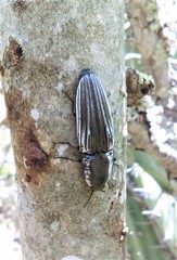 Chalcolepidius approximatus