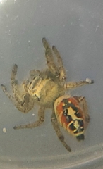 Phidippus