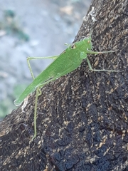 Phaneroptera nana