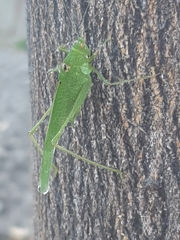 Phaneroptera nana