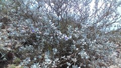 Leucophyllum ambiguum