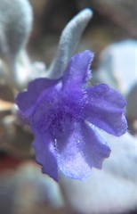 Leucophyllum ambiguum