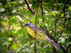 Setophaga kirtlandii