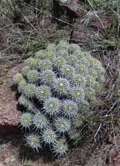Mammillaria compressa compressa