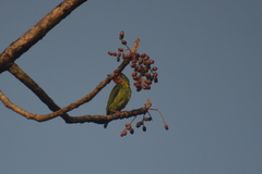 Psilopogon malabaricus