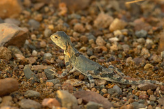 Phrynocephalus versicolor