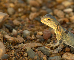 Phrynocephalus versicolor