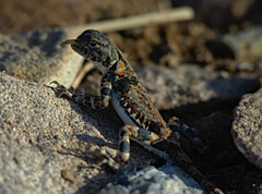 Phrynocephalus versicolor