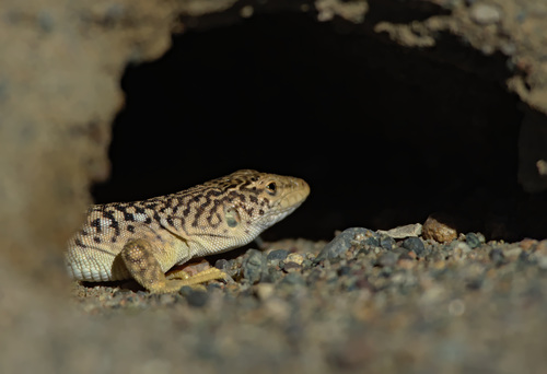 Gobi Racerunner, Eremias przewalskii