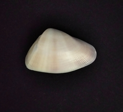 Donax punctatostriatus