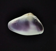 Donax punctatostriatus