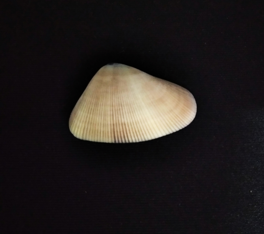 Donax punctatostriatus