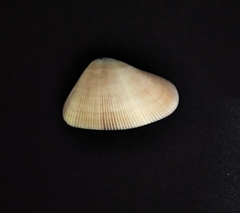 Donax punctatostriatus