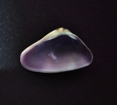 Donax punctatostriatus