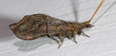 Berothidae