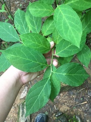 Calycanthus floridus